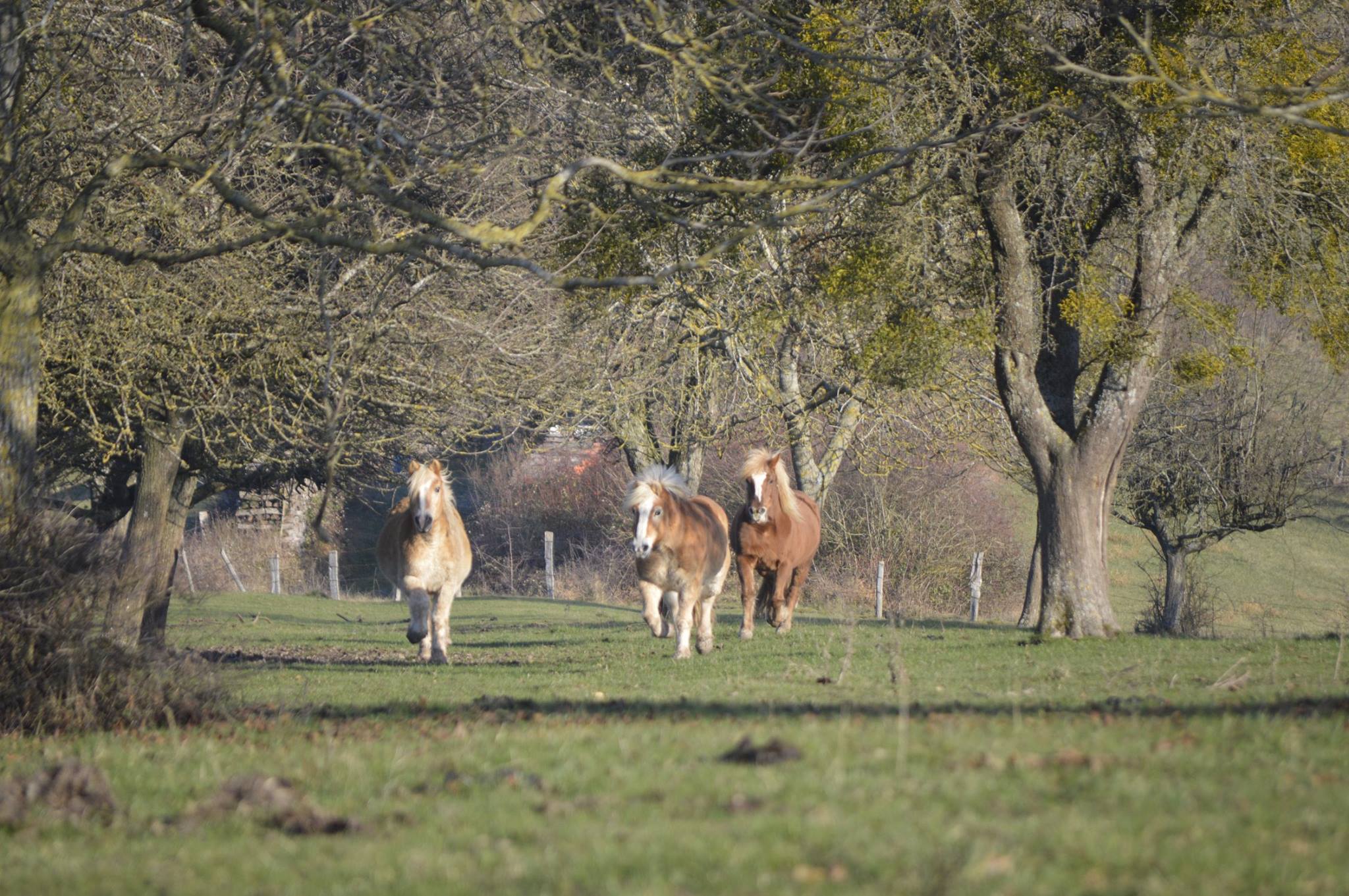 Blähungen beim Pferd