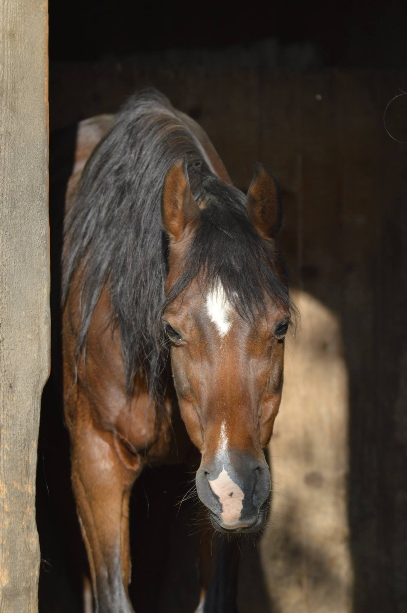 Stoffwechselprobleme beim Pferd rechtzeitig erkennen