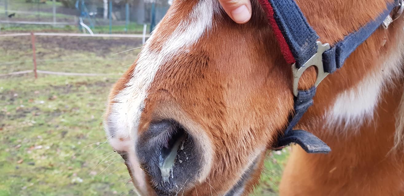 schnelle Wirkung der Atemwegskräuter von alphamed