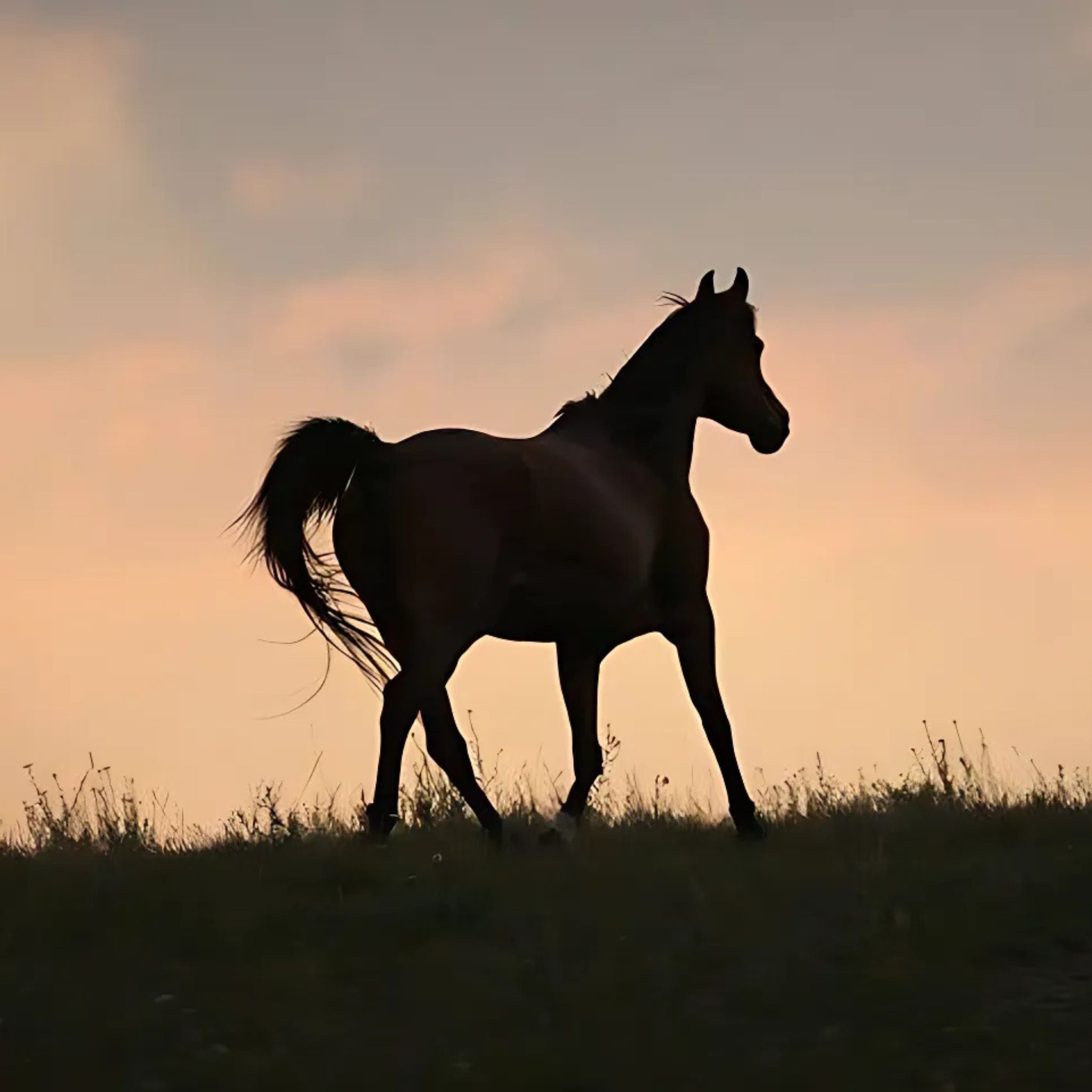Infos und Tipps für einen gesunden Pferdedarm