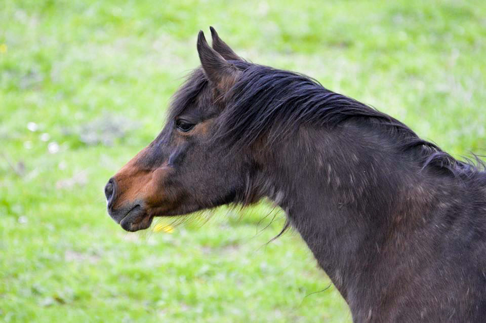 Stoffwechselprobleme beim Pferd sind keine Seltenheit