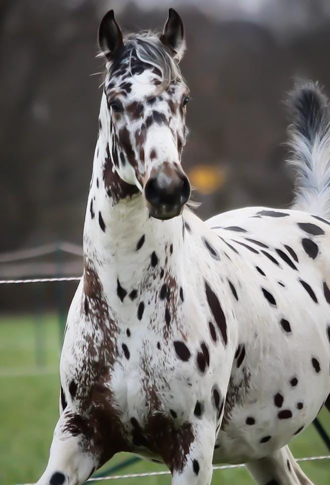 Fakten über das Immunsystem beim Pferd