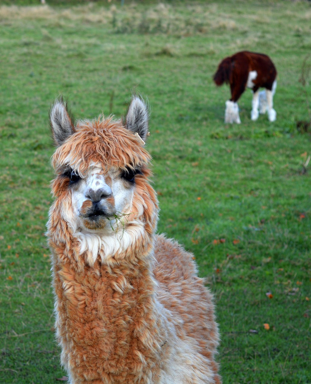 Kräuter für Lamas & Alpakas