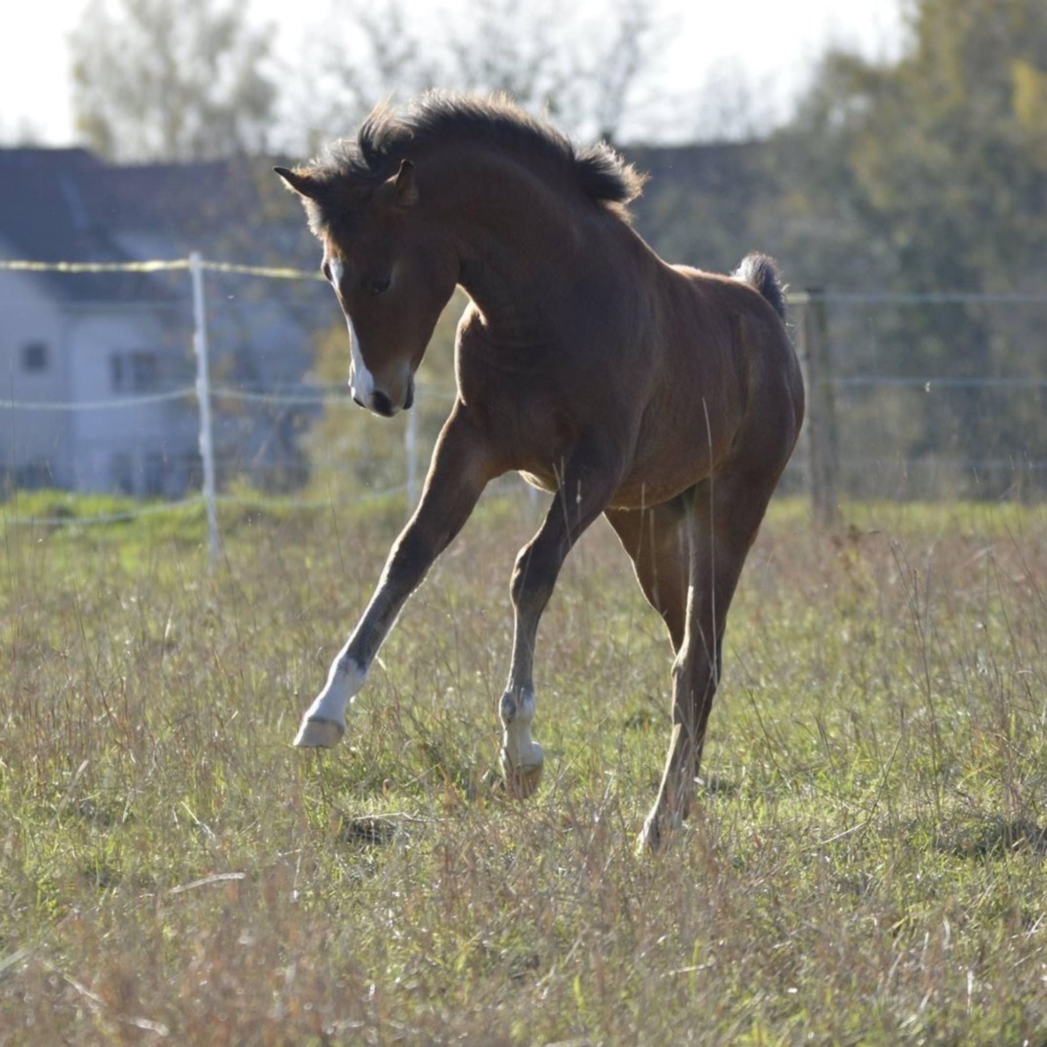 alphamed® Human- und Veterinärmedizintechnik GmbH