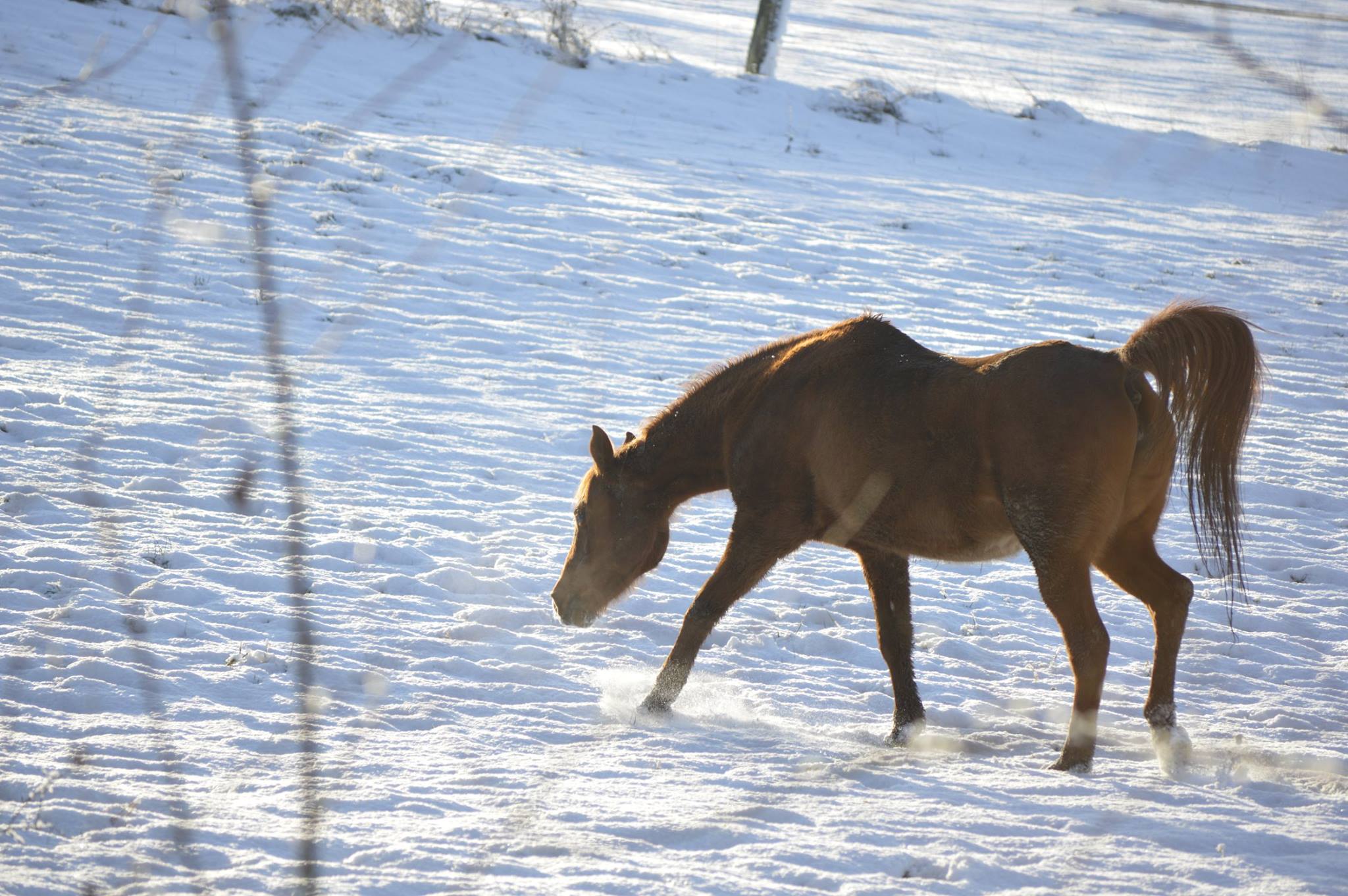 MagenRuhe Kräutermischung für Pferde zum trocken verfüttern