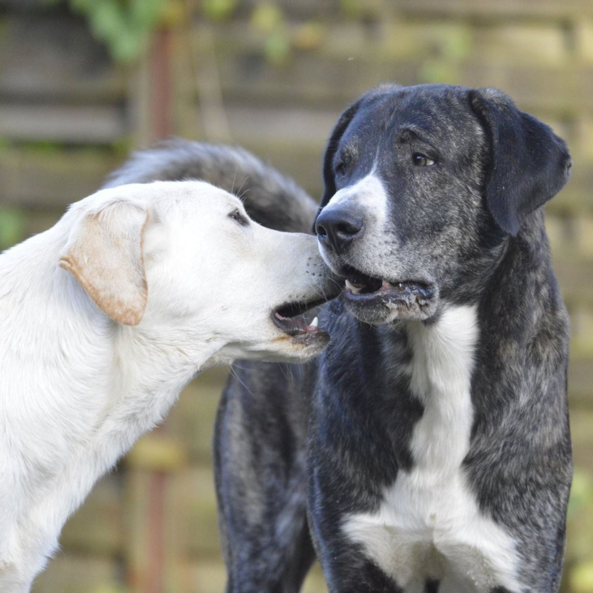 alphamed® Human- und Veterinärmedizintechnik GmbH