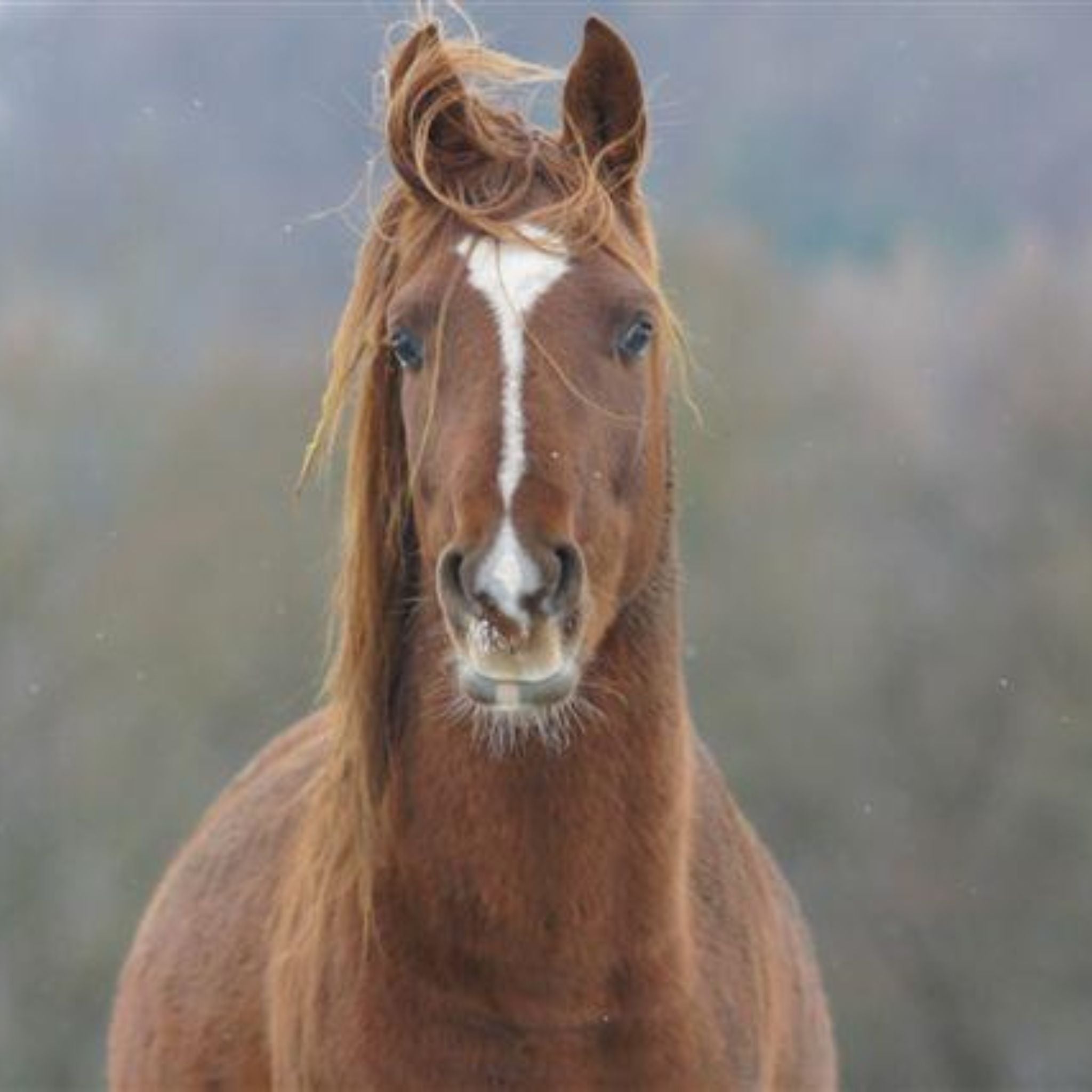 Herbal cure for horses Cortisol/ACTH/metabolism TYPE 1/ 25 days/250 gr