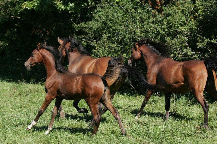 Herbal treatment for horses itching summer TYP1+2/ 25 days /250 g