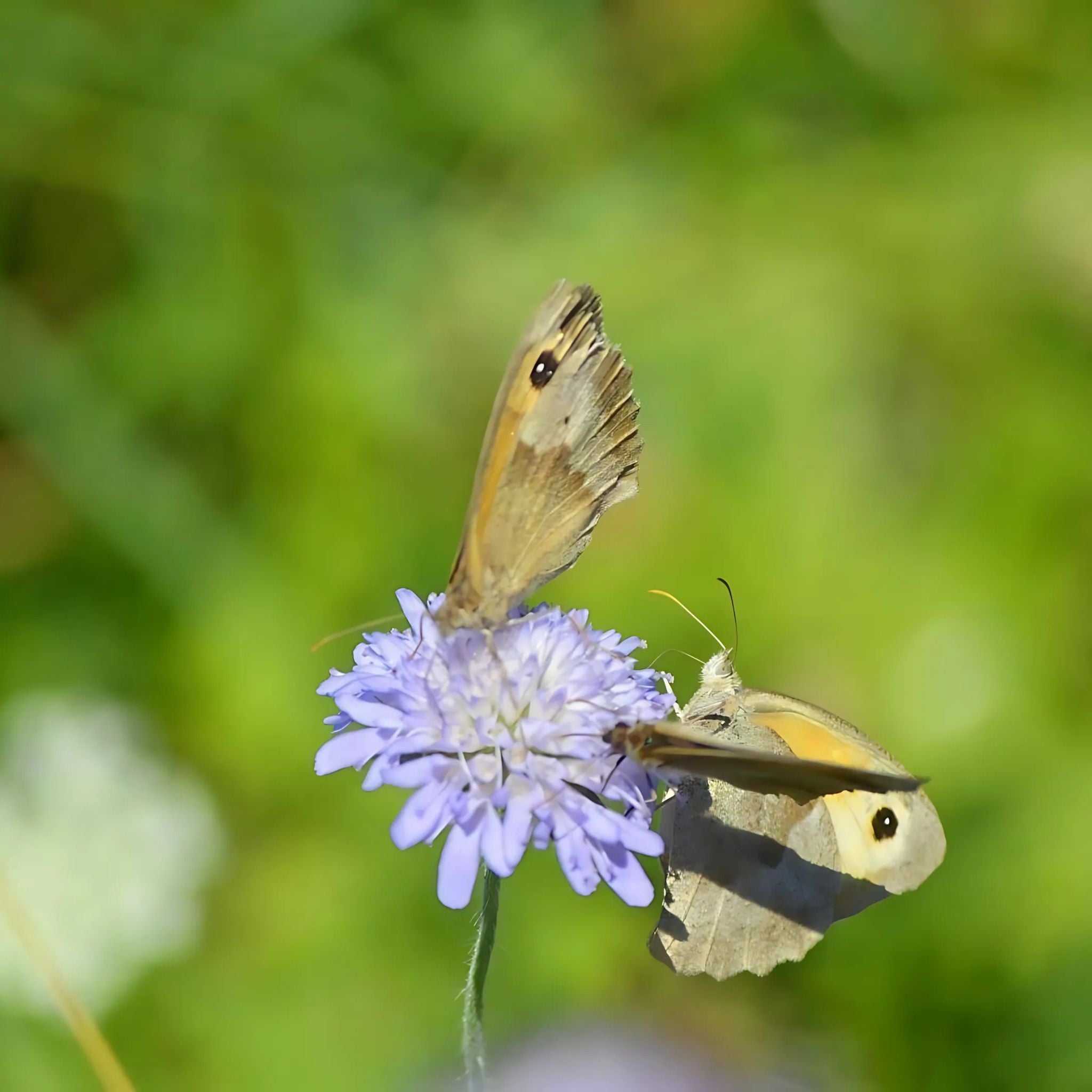 Kräutermischung für Pferde Atemwege normal über 400kg LGW 20 Tage Kur /240g