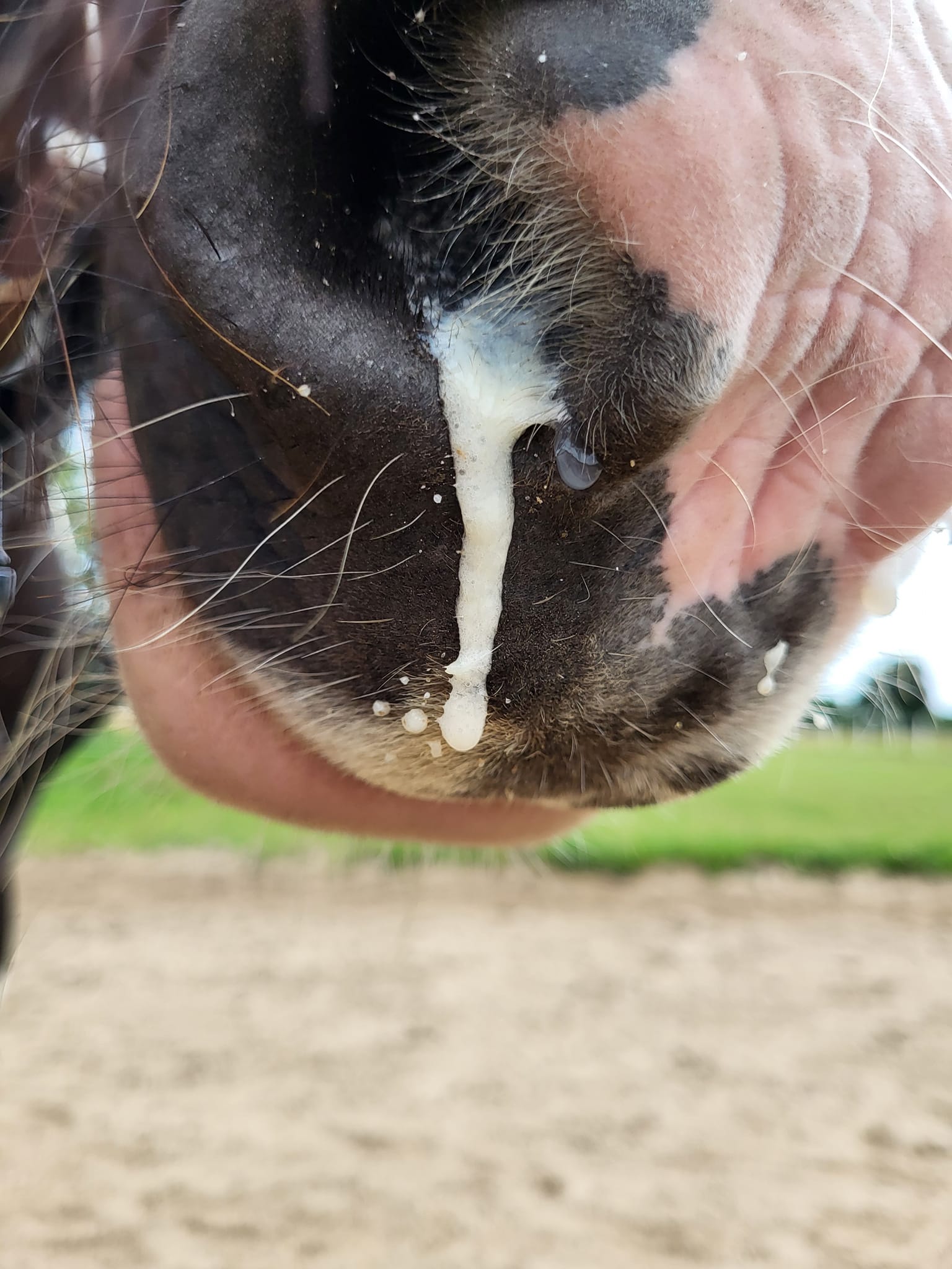 alphamed® Human- und Veterinärmedizintechnik GmbH