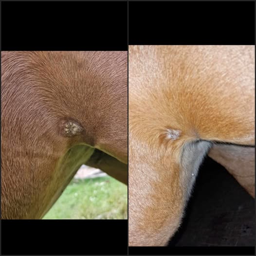 Kräuter-Gewebemischung SarkoWarz beim Pferd 25 Tage/ 250g