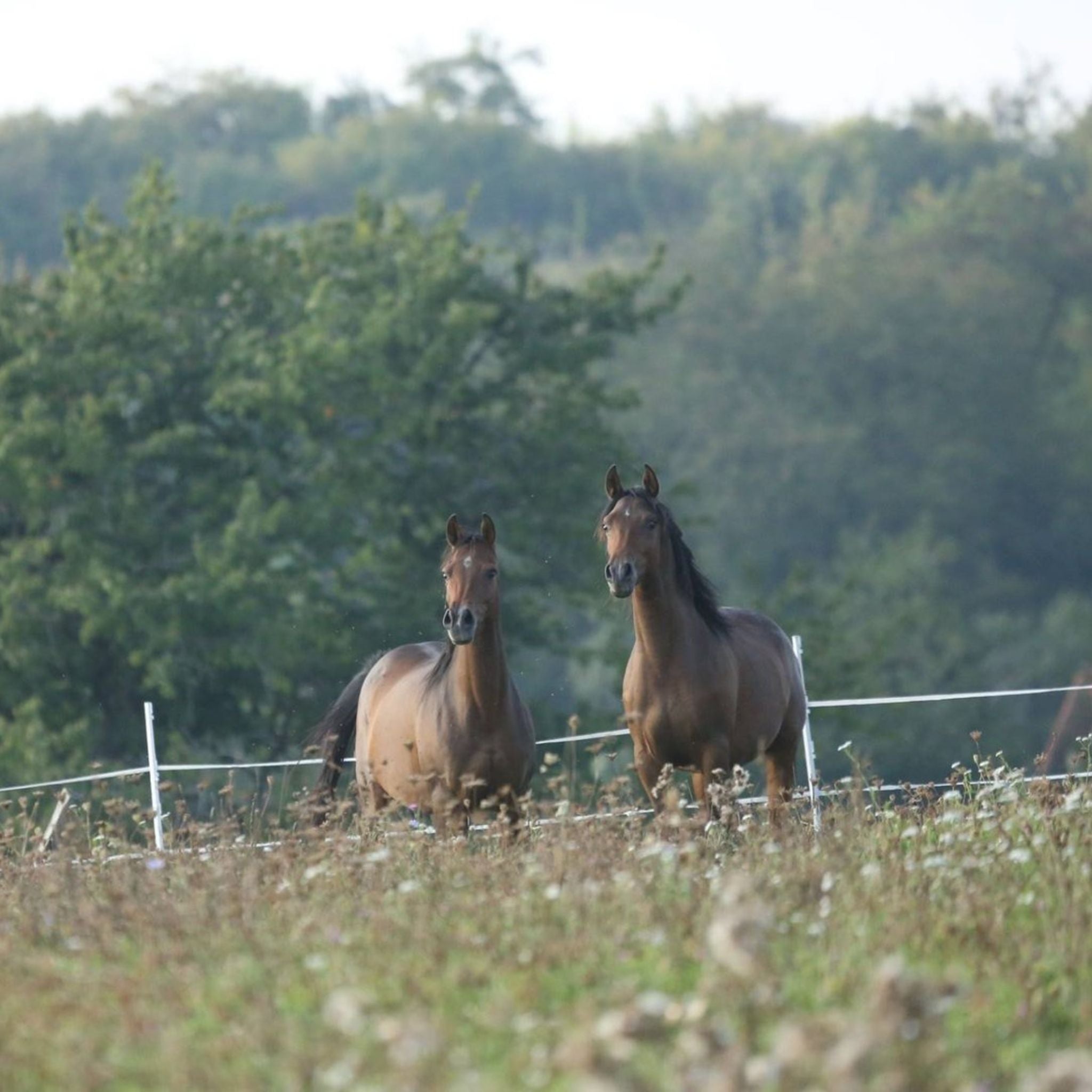 alphamed® Human- und Veterinärmedizintechnik GmbH