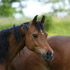 Autumn - Winter herbal mixture for dry feeding for horses