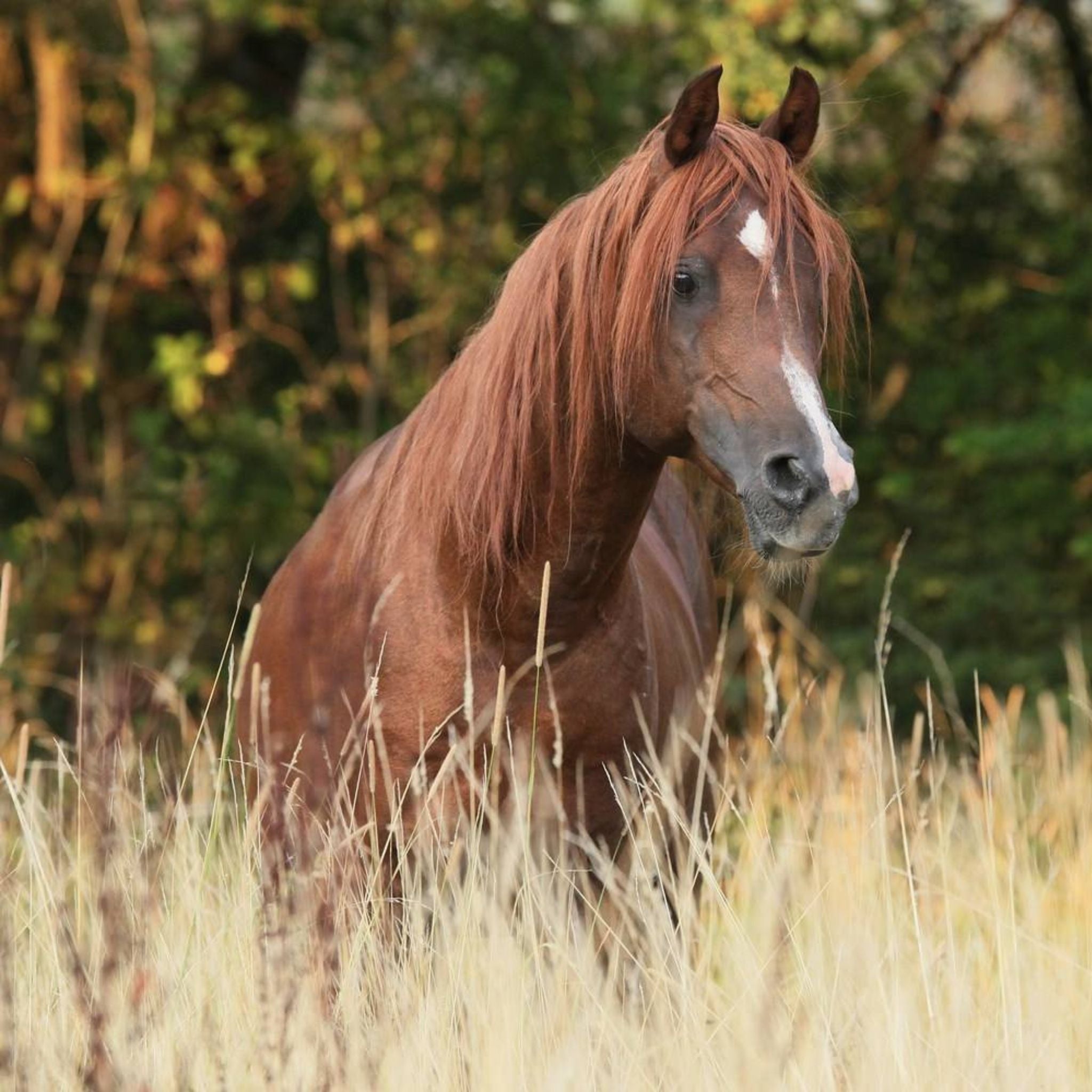 alphamed® Human- und Veterinärmedizintechnik GmbH