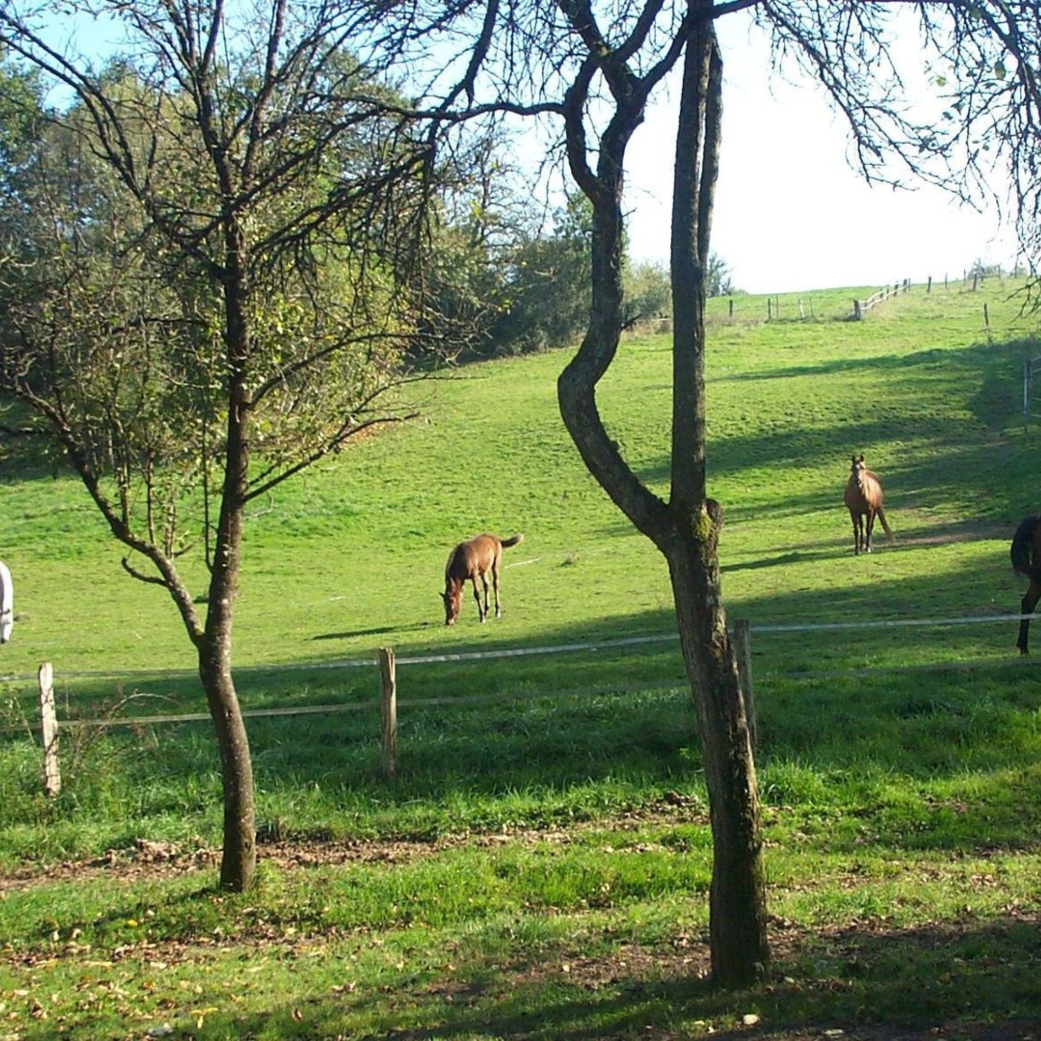 Summer - herbal mixture for horses