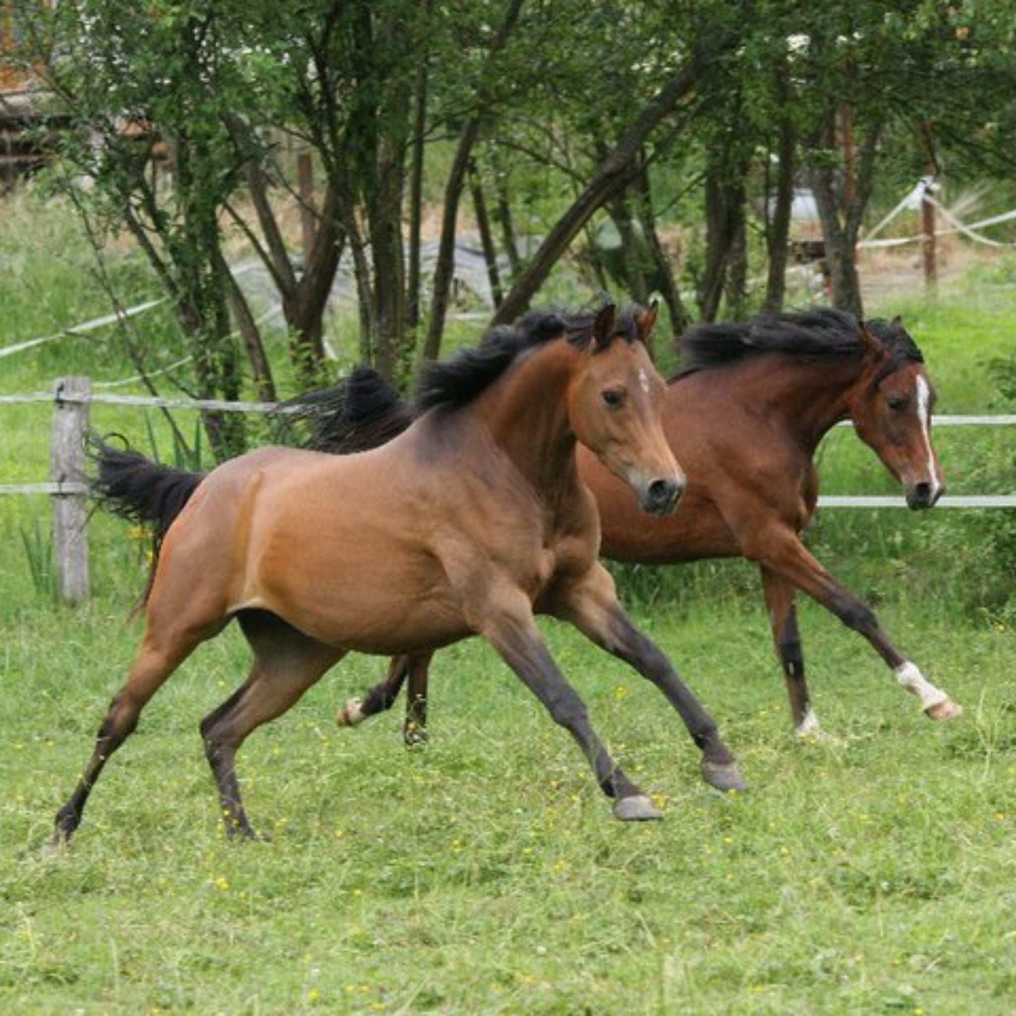 Worm herbs for horses