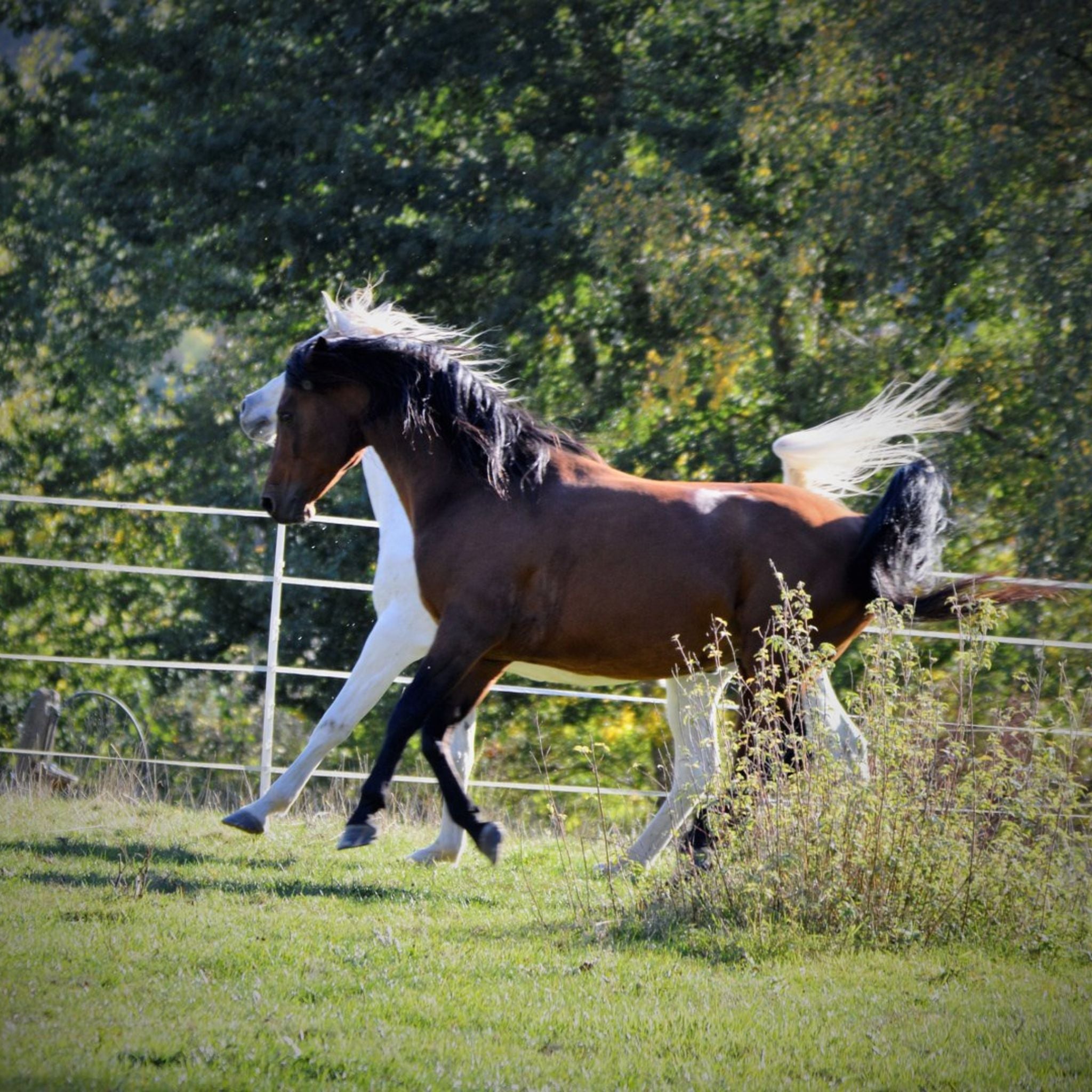 alphamed® Human- und Veterinärmedizintechnik GmbH