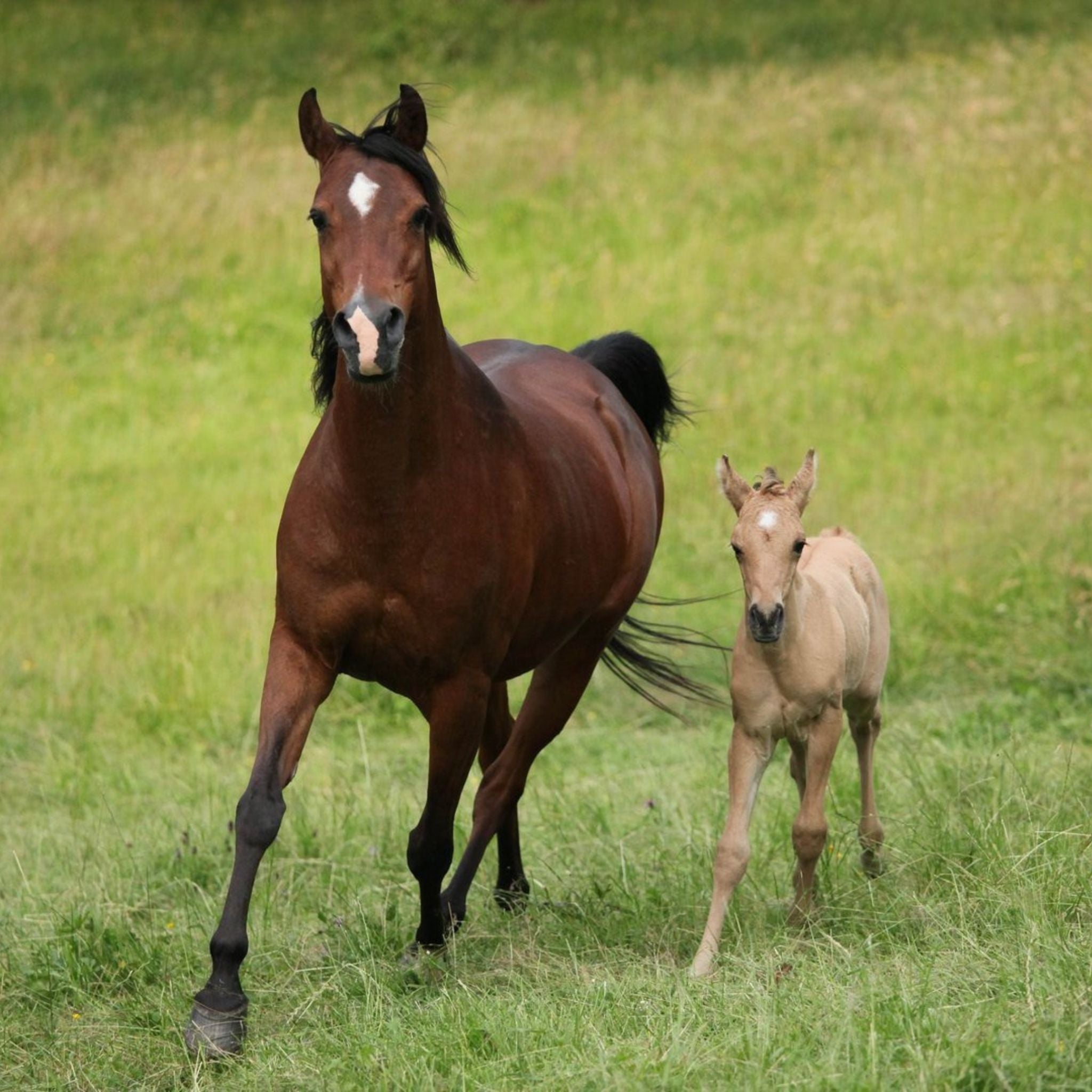 alphamed® Human- und Veterinärmedizintechnik GmbH