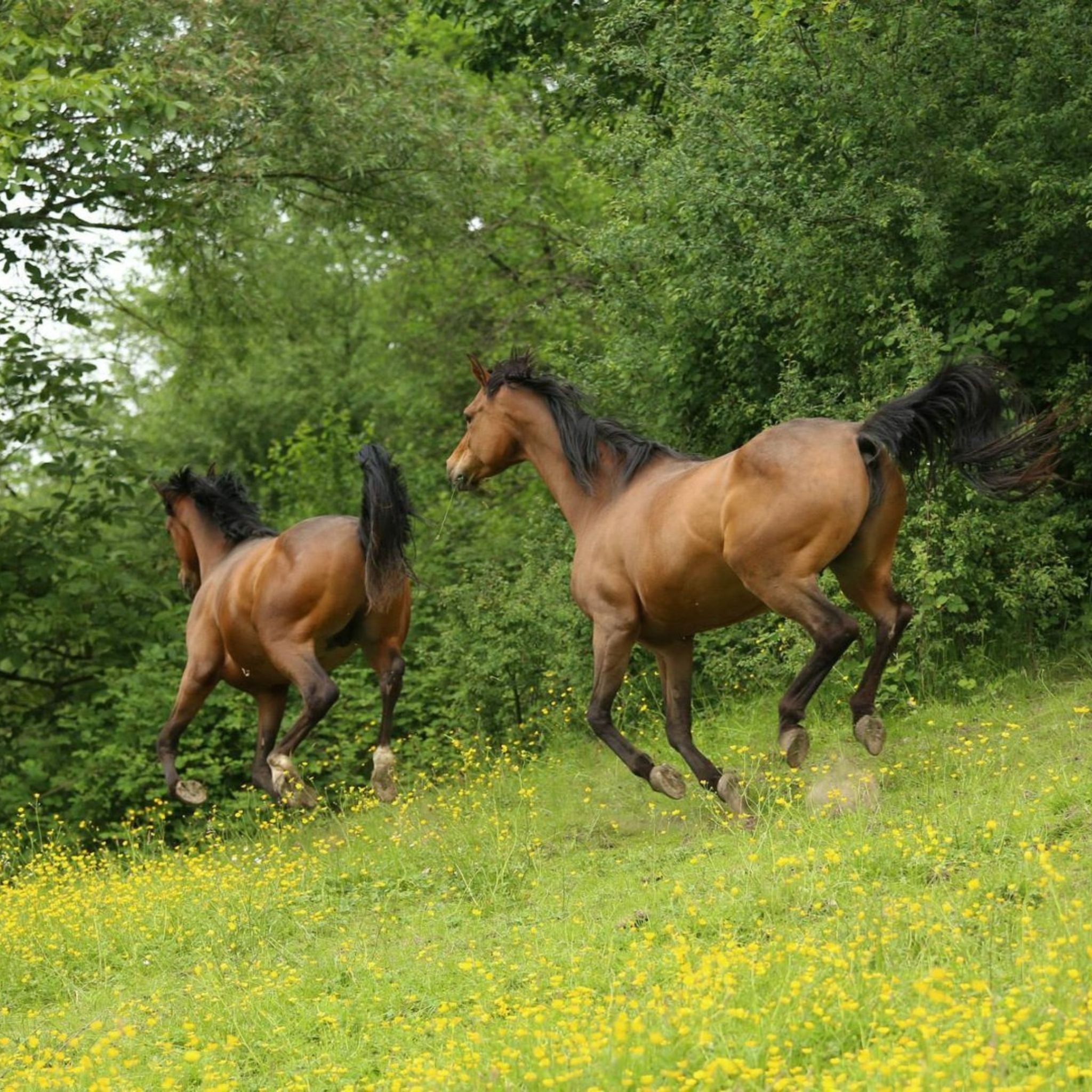 alphamed® Human- und Veterinärmedizintechnik GmbH