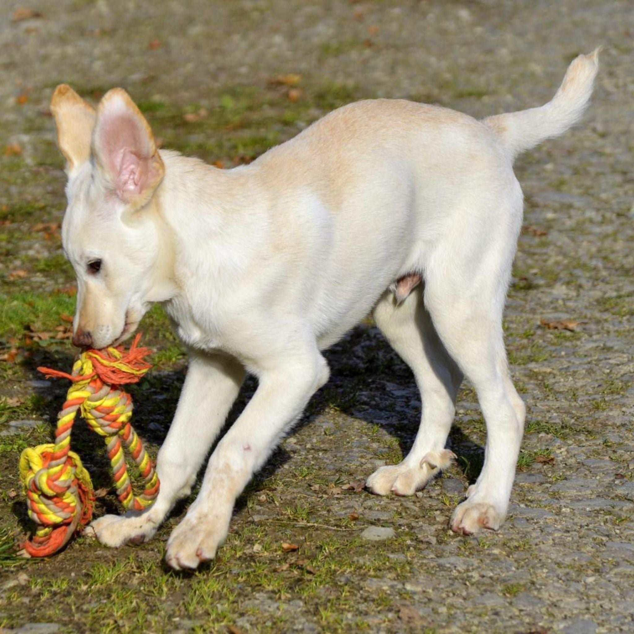 alphamed® Human- und Veterinärmedizintechnik GmbH