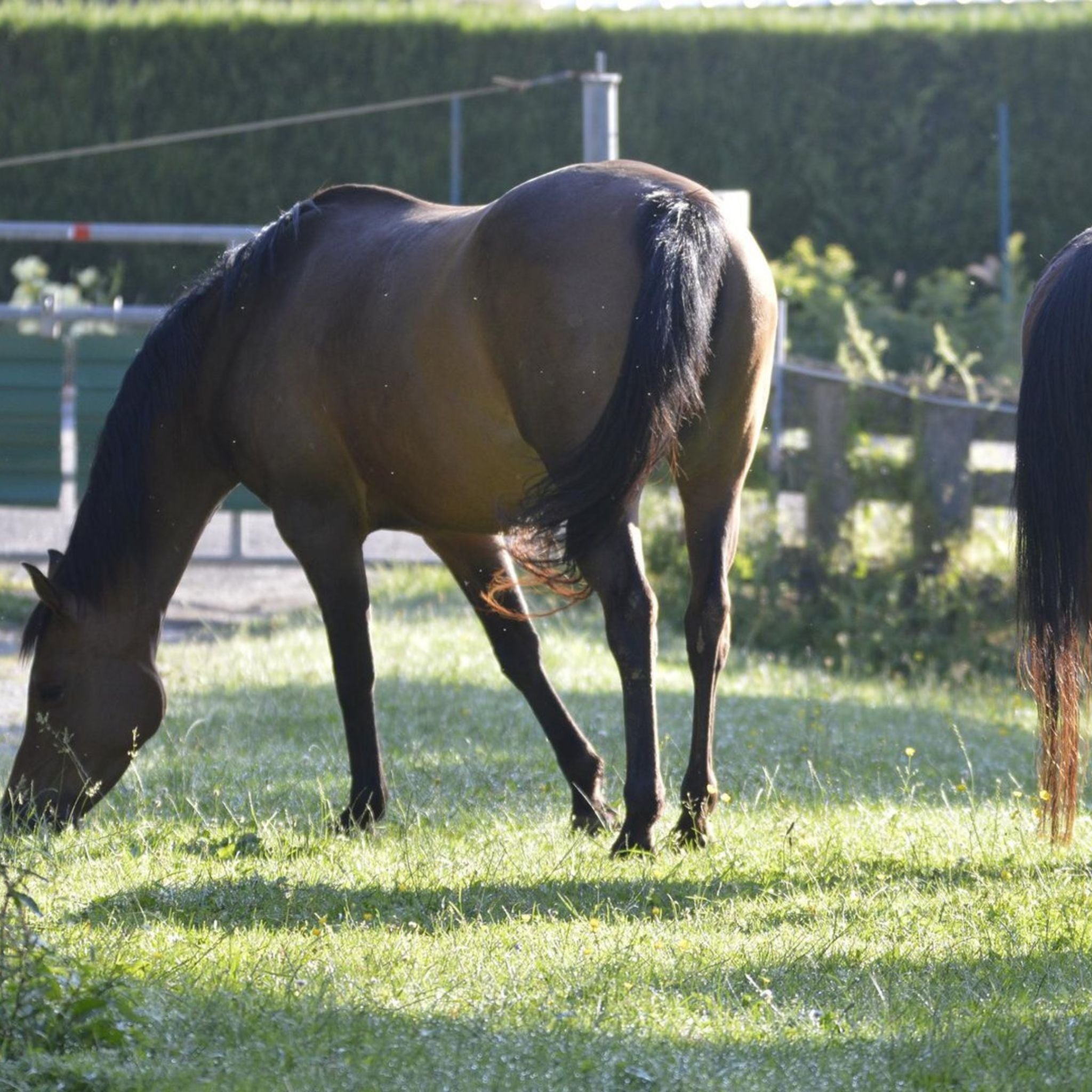 alphamed® Human- und Veterinärmedizintechnik GmbH