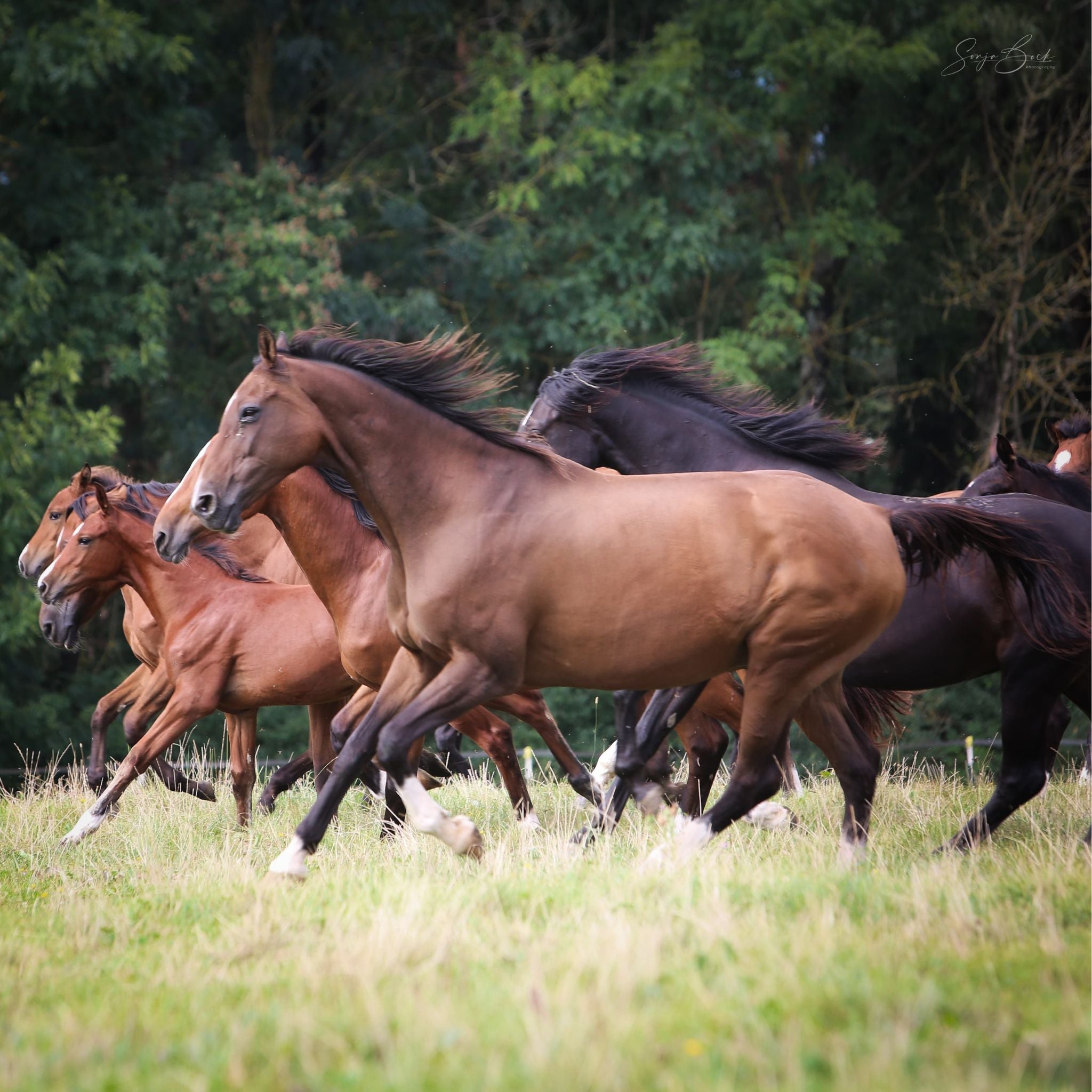 alphamed® Human- und Veterinärmedizintechnik GmbH