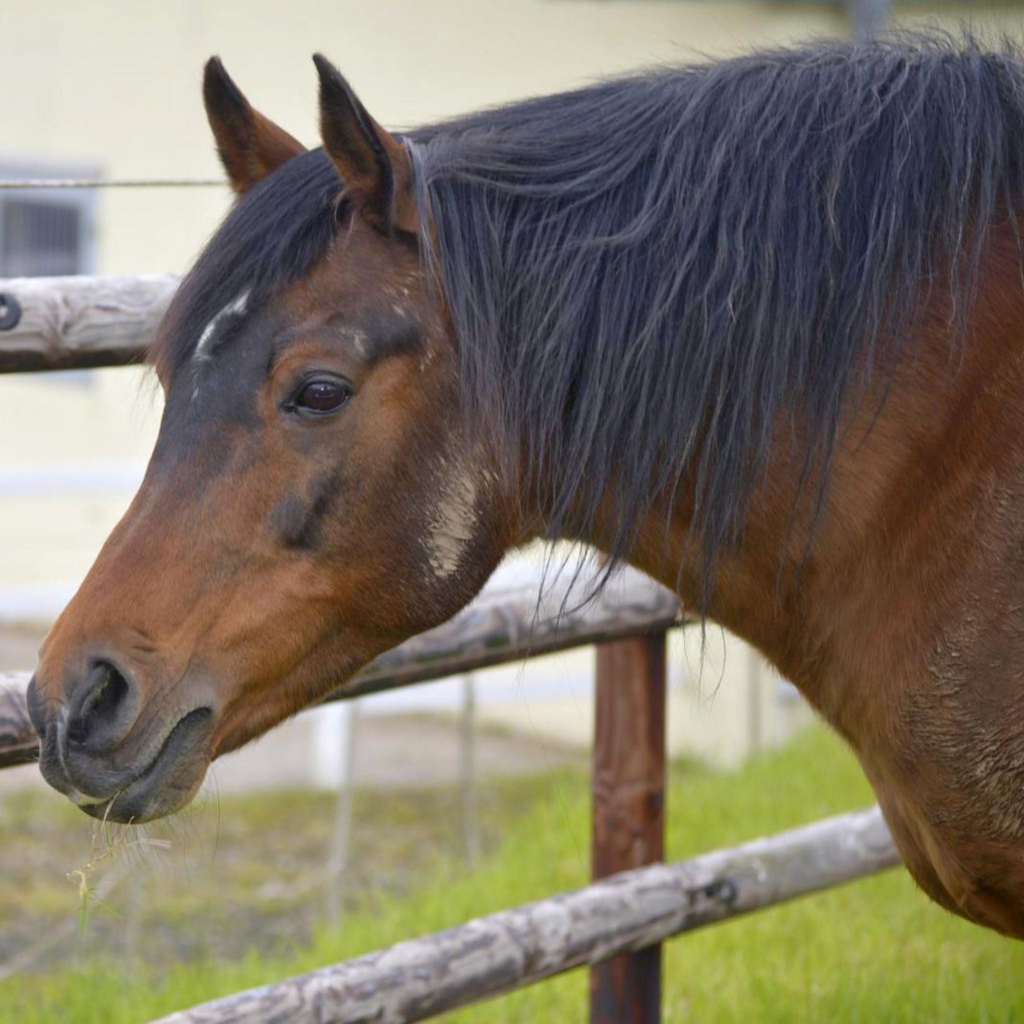 alphamed® Human- und Veterinärmedizintechnik GmbH