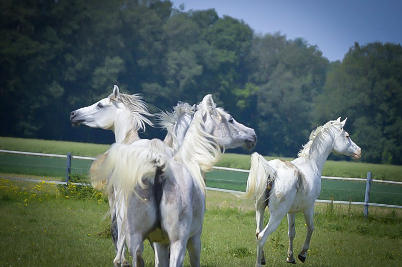 Darmwasser Kräutermischung für Pferde zum trocken verfüttern
